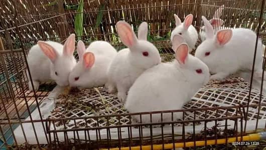 All Imported blodline rabits bunny's available for sale