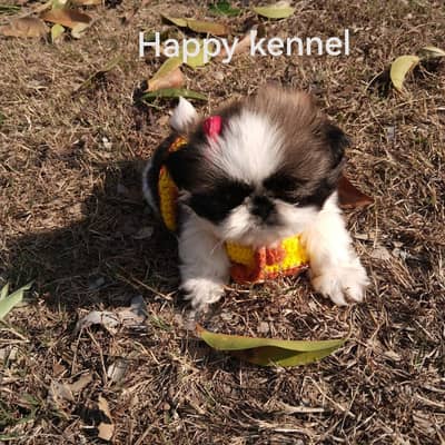 SHIH-TZU MALE &  FEMALE PUP AVAILABLE