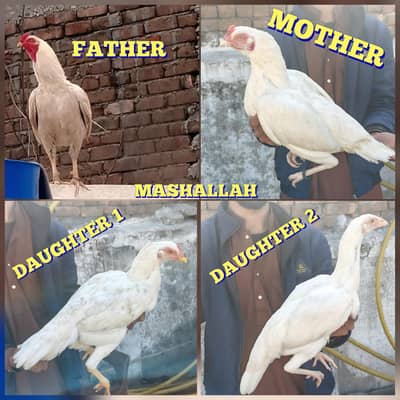 HEERA ASEEL EGGS FOR SALE