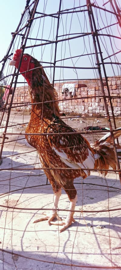 Kisi ko chahia to rabta kary