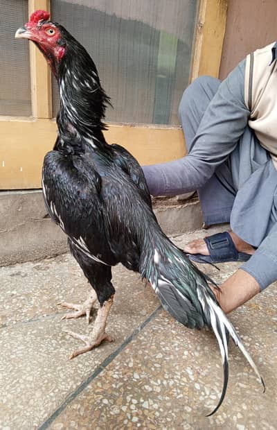 aseel murga mushka lassani 03498200770