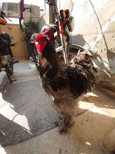 blue heavy buff  male and black heavy buff pair