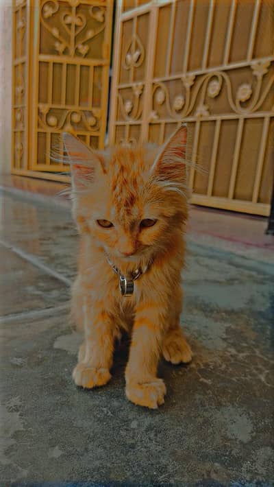 triple code Punch face Persian cat 