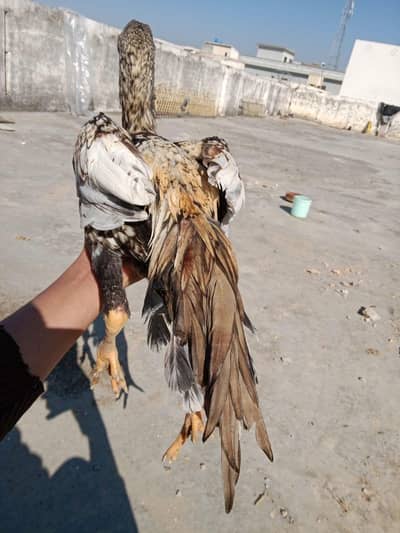 Aseel Pair + Big Hen For Sale