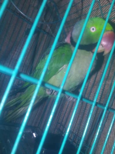 Ksi Bhi ne exchange Karna ha jarmnshafd dog se baty Karta ha tota