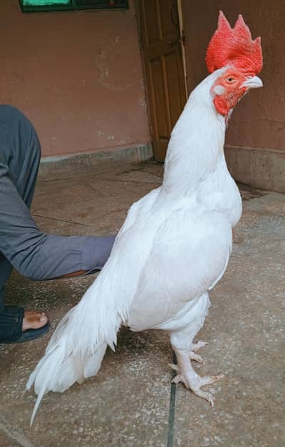 aseel murga Heera begum 03498200770