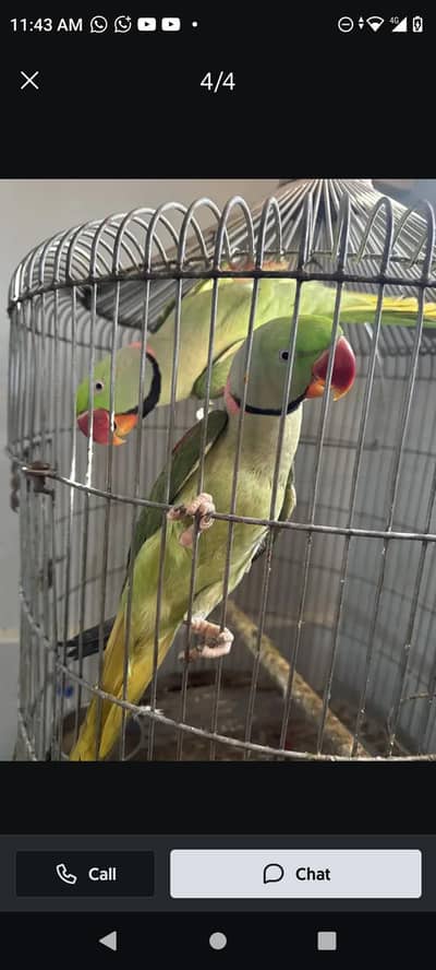 Green parrot | Raw parrot | Talking parrot | Male parrot