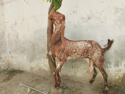 mackhi chenni female