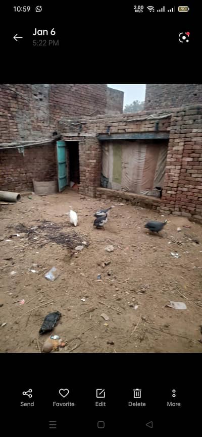 two Pier of chakor is the best time sailing