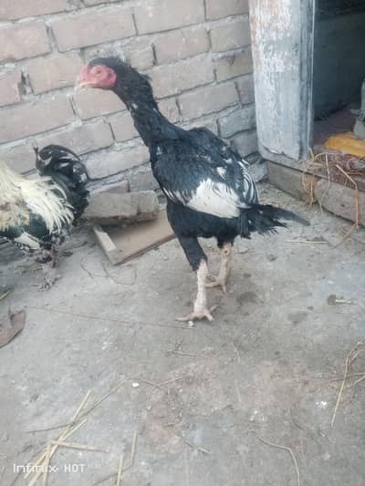 full hands aseel joda