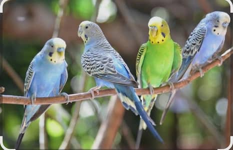 budgie for sale