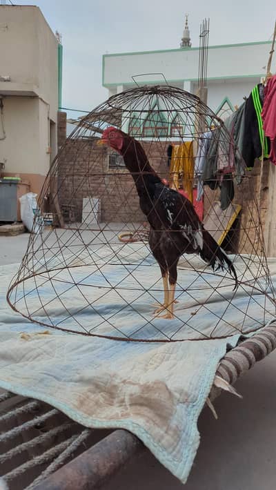 PURE JAGEERI ZARDUM PATHA