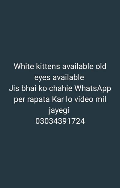 Persian triple Cote white kittens blue eyes available old eyes