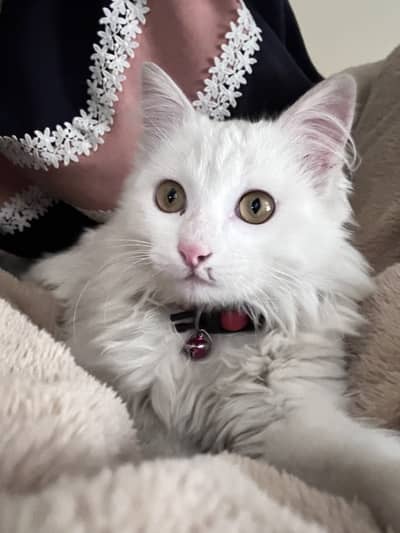 Double coat persian white color cat