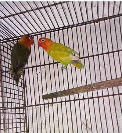Love Bird Breeder pair/Chicks