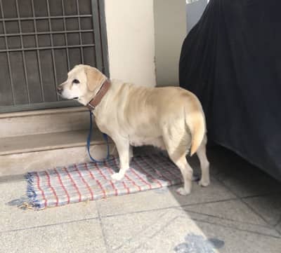 Labrador | British Labrador |Female pragnent Labra For Sale|