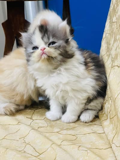 Quality kittens for new home