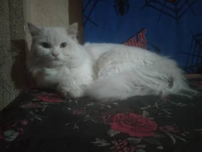 Persian Cat