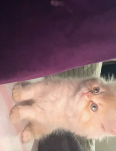 Persian kitten for sale