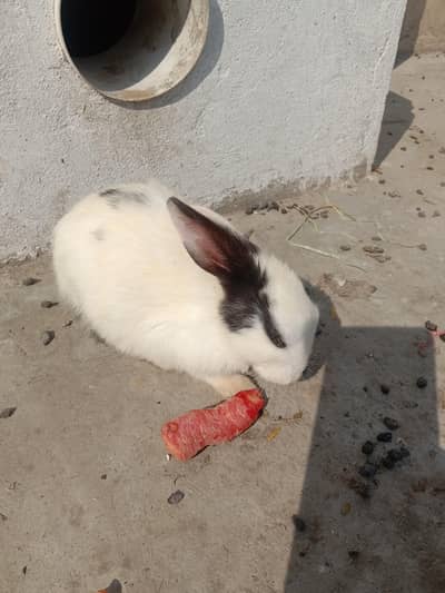 rabbit baby female 03224186572