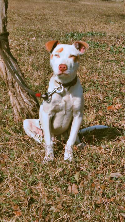 Kohati Gultair Dog 2.5 months age cargo possible