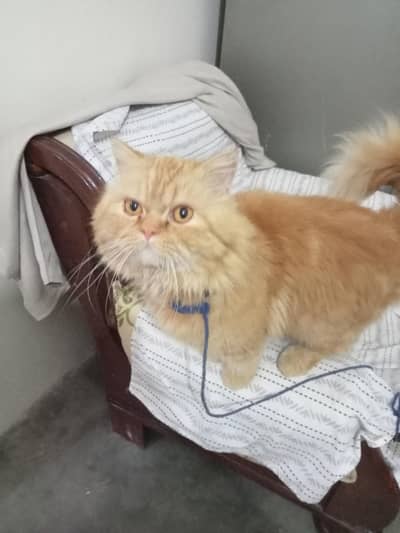 High  quality Persian male cat for sale