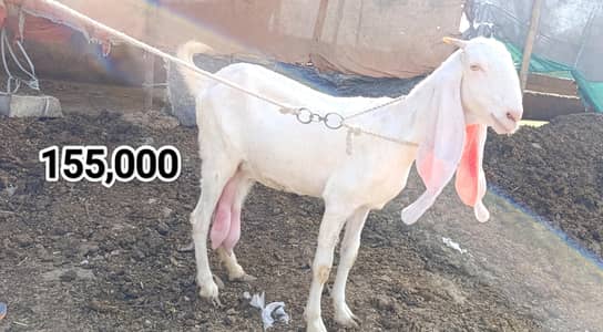 Gabban Gulabi Bakri / Teddy Bakri & Breeder Bakra / kajli Dumbi