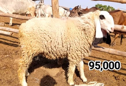 Teddy Bakri & Breeder Bakra / kajli Dumbi