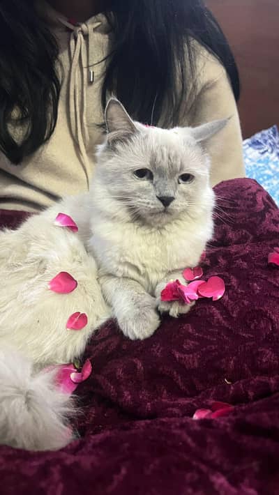 female cats urgent sell