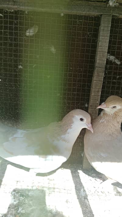sonheri khaal breeding pair