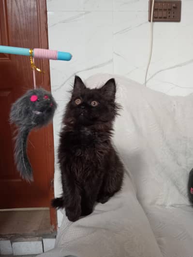 Persian kitten available for sale