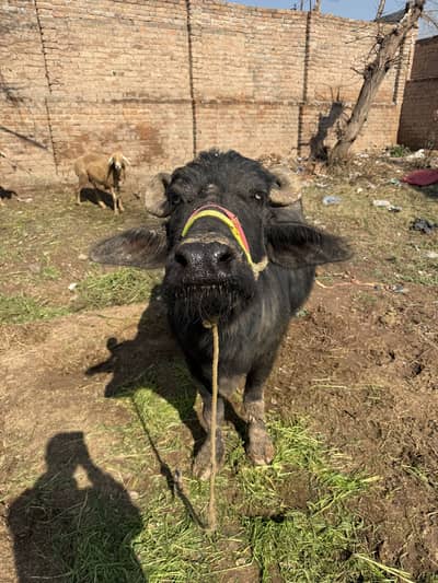 Buffalos / گائے  / wacha / Murrah Buffalos for sale