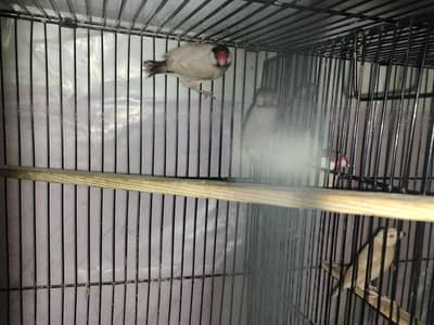 Fawn Java 100% Bleeder Pairs with box and Cages