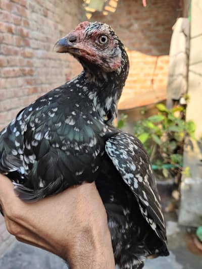 Aseel Pathi on Currok for sale