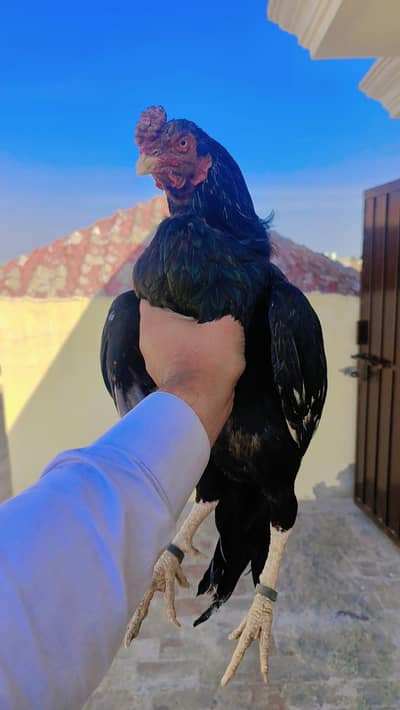 Aseel Mianwali/ high quality mianwali Male/pure aseel murgha