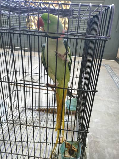 Raw Parrot male
