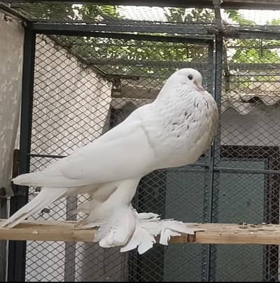 Pomeranian Pouter Pigeons