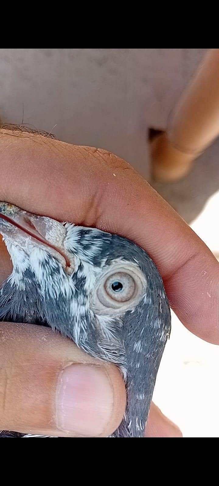 Teddy breader pair. 1