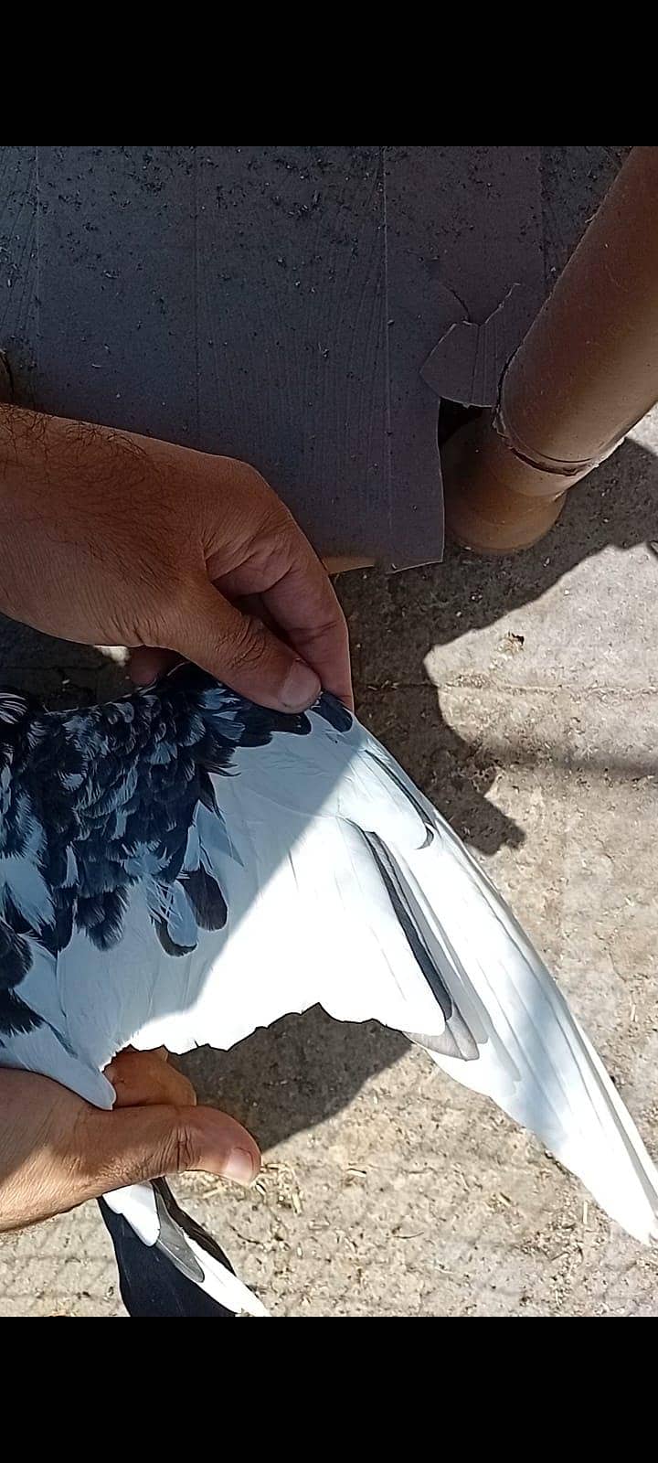 Teddy breader pair. 2