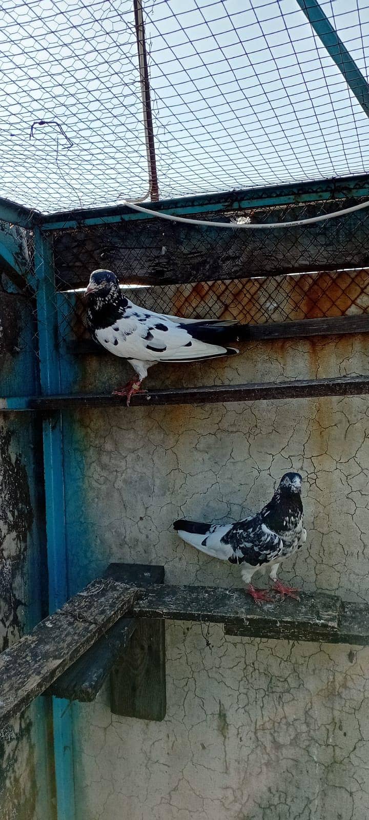 Teddy breader pair. 3