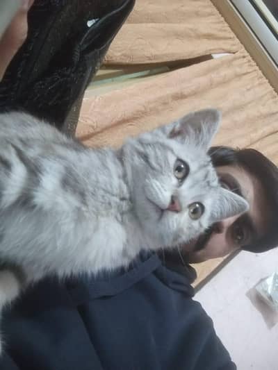 2 month age urgent sale