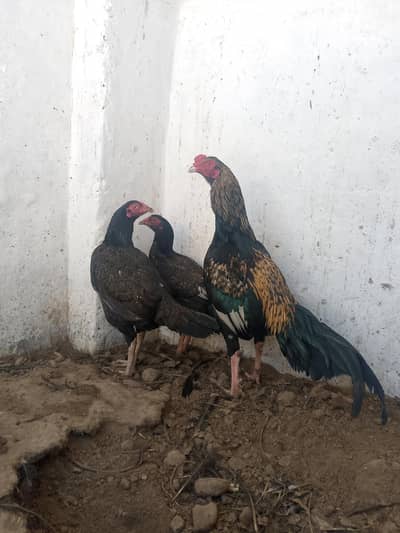 sawa jawa 2female 1male