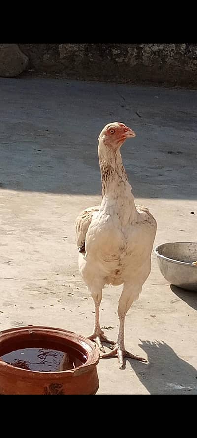 Aseel murghi for sall