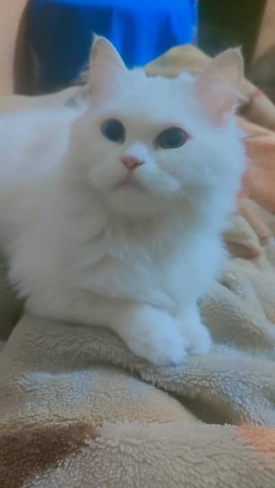 Persian Female Cat for sale