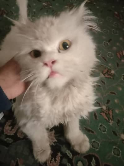 Persian cat double code