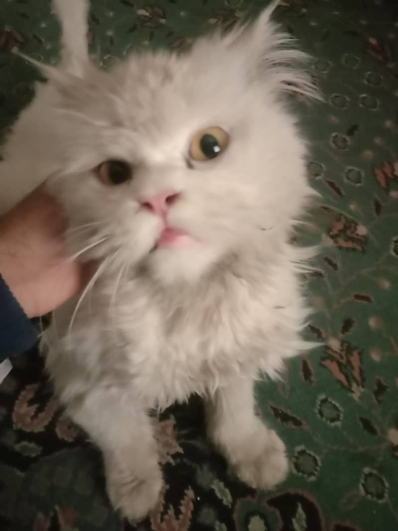 Persian cat double code 0