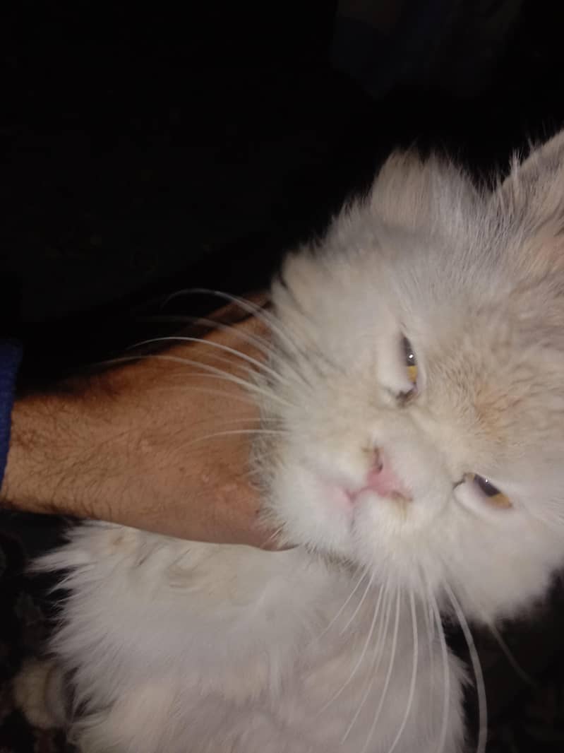 Persian cat double code 1