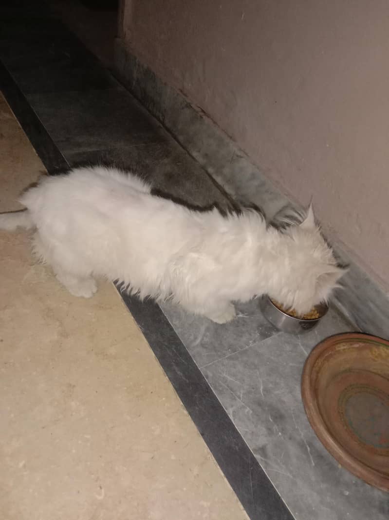 Persian cat double code 4