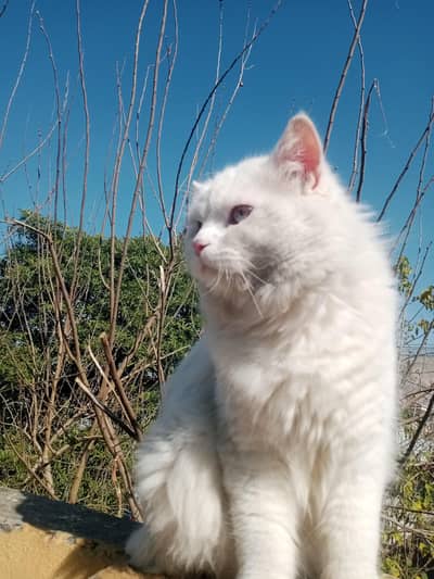 Persian Male cat