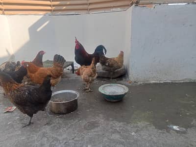 dasi hens
